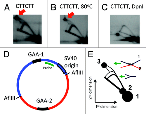 Figure 3. A complex between the two GAA repeats does not form in plasmids that went through more than two replication rounds in mammalian cells. Two-dimensional gels of replication intermediates of a plasmid containing two (GAA)57 repeats were obtained as described in the Figure 1 legend. (A) Two-dimensional gel of replication intermediates digested by AflIII (placing the two repeats at two different fragments). A red arrow indicates the position of the complex between the two GAA-containing fragments. (B) The same replication intermediates were incubated at 80°C in the presence of 10 mM EDTA for 10 min; the pattern of the 2D gel did not change. (C) The same intermediates were additionally digested with 10 units of DpnI for 2 h prior to loading. The spot at the position indicated by an arrow in Figure 1 A is not present in this picture. An additional spot that appeared in this pattern is likely not a part of the pattern, and is probably due to some contamination. (D) A map of the plasmid that was used in 2D gel in (A-C). (E) A scheme of the 2D gel shown in Figure 1A and B. Spot 1: unreplicated blue fragment, spot 2: unreplicated red fragment (which appeared due to contamination of probe 1 with other plasmid sequences). Spot 3: a complex between the blue and the red fragments. A very faint duplicate Y arc from replication of the second fragment originates from spot 2. The spikes originating from spot 3 can be interpreted the same way as in Figure 1.