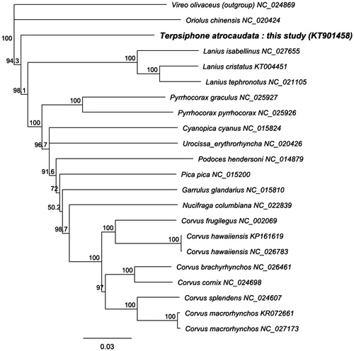 Figure 1. Neighbor-joining tree based on 13 protein-coding genes from 20 crows and allies, Terpsiphone atrocaudata (KT901458) we sequenced and Vireo olivaceus as an outgroup. Numbers on branches represent bootstrap supports (1000 replicates).