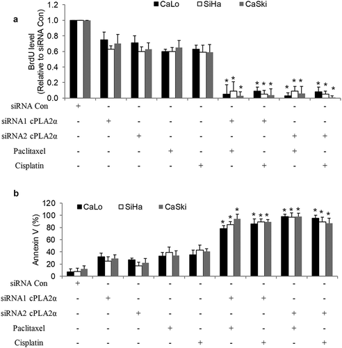 Figure 6. cPLA2α inhibition using a genetic approach enhances chemosensitivity in cervical cancer cells.