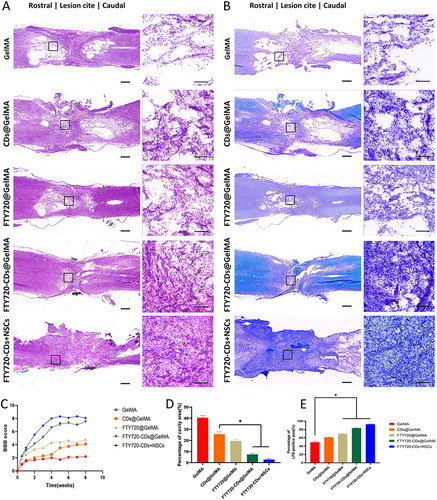 Figure 9 Evaluation of motor function recovery and tissue repair in rats 8 weeks after spinal cord injury. (A) HE staining of rat spinal cord in each group. Left: scale bar: 500 μm; right: scale bar: 100 μm. (B) LFB staining of the spinal cord of each group. The image on the right is a magnified image of the area shown in the black square on the left. Left: scale bar: 500 μm; right: scale bar: 100 μm. (C) BBB scores of different groups at 8 weeks post-injury. (D) Percentage of cavity area in each group. (E) Percentage of LFB-positive area in each group. *Indicates P<0.05.