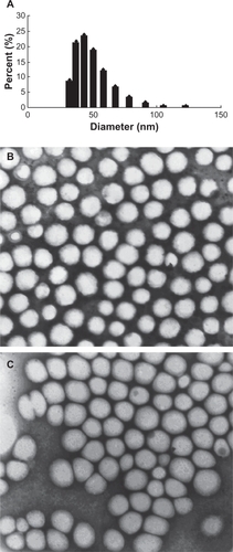 Figure 1 Size distribution and morphology of amphotericin B-polybutylcyanoacrylate nanoparticles (AmB-PBCA-NPs). A) The mean diameter of polysorbate 80-coated AmB-PBCA-NPs determined by a Coulter Laser Granulometer was 69.0 ± 28.6 nm. B) AmB-PBCA-NPs without polysorbate 80 coating were spherical in shape. C) AmB-PBCA-NPs after polysorbate 80 modification had a more elliptical shape but were of a similar size to uncoated particles (×50,000).