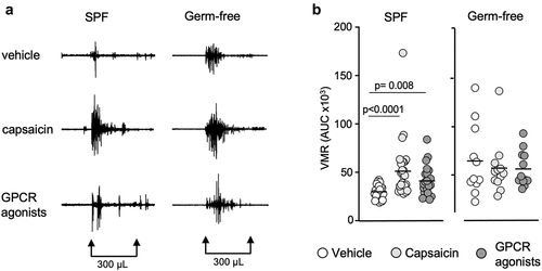 Figure 2. Capsaicin and GPCR agonists induce visceral hypersensitivity in SPF mice but not in germ-free mice. (a) Representative traces of VMR to CRD at 300 μL in conscious SPF and germ-free (GF) mice in response to vehicle, capsaicin (30 μg) or GPCR agonists (30 μg). (b) AUC of the VMR after vehicle, capsaicin or GPCR agonists administered intracolonically (white circle: vehicle; light gray circle: capsaicin; dark gray circle: GPCR agonists). Data are represented as scatter dot plot with means (b). Statistical analysis was performed using Kruskal-Wallis followed by Dunn’s post hoc test.