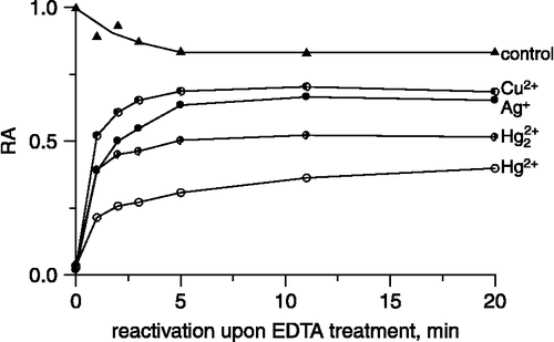 Figure 6 Reactivation of metal ions-modified urease with EDTA.