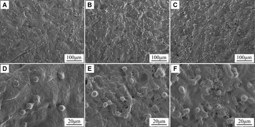 Figure 10 SEM micrographs of morphologies of GE cells on PEEK (A and D), 80FPK (B and E) and 160FPK (C and F) at 3 days (different magnification) after culturing.