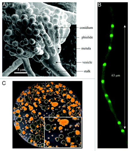 Figure 1.Aspergillus nidulans. (A) Scanning micrograph of a conidiophore with nomenclature of the different specialized cells. (B) A hyphal tip cell. Nuclei were visualized by using a GFP-tagged version of the PacC zinc-finger transcription factor. (C) Progeny of a cross between a rabC+ strain carrying a yA2 “yellow spore” mutation and a rabCΔ strain with wild-type (green) conidiospores. Large colonies are rabC+ progeny whereas small colonies are rabCΔ progeny. As detailed in the text, RabCRab6 plays multiple roles in secretion and therefore its absence results in a conspicuous growth phenotype. The inset displays a sector of the Petri dish at double magnification.