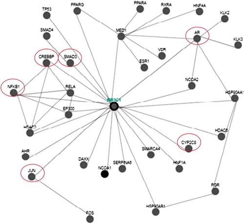 Figure 4. Illustrates the interaction of various genes with glucocorticoid receptor (NR3C1) using pathway commons and Cytoscape software.