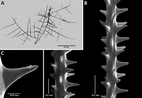 Figure 9. Phanopathes ctenocrada n. sp., holotype NIWA 19886: A, corallum; B, sections of branchlets; C, single spine with tubercles (B and C from schizoholotype, USNM 1202936/SEM stubs 325, 373).