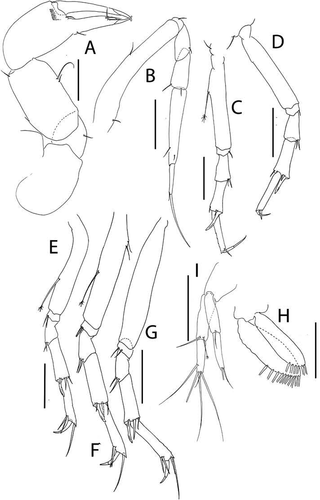 Figure 39. Pseudotanais palmeri sp. nov., (a), cheliped; (b), pereopod-1; (c), pereopod-2; (d), pereopod-3; (e), pereopod-4; (f), pereopod-5; (g), pereopod-6; (h), pleopod; (i), uropod. Scale lines = 0.1 mm