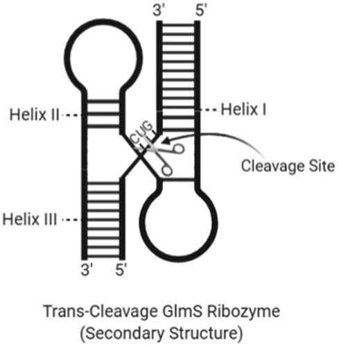 Figure 8. The secondary structure of a trans-cleavage GlmS ribozyme with cleavage site and helix regions (created with BioRender.com).