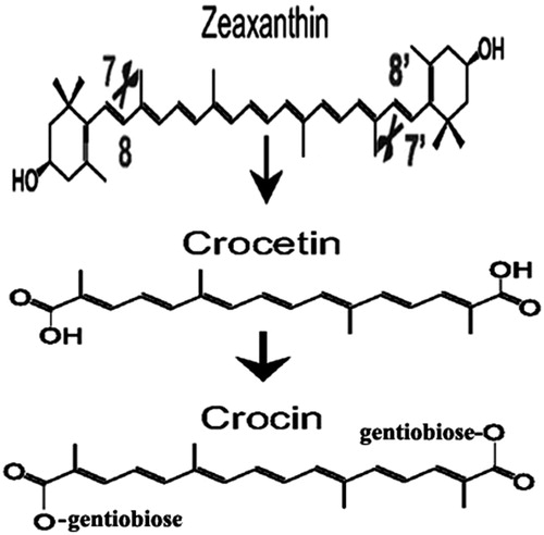 Figure 1. Enzymatic synthesis pathway of crocetin and crocin.