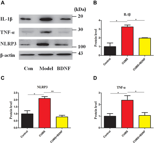 Figure 4 Intranasal BDNF treatment reduced inflammatory-associated protein levels in the hippocampus of CUMS model mice. (A) Representative images showing BDNF reduced NLRP3, IL-1β and TNF-α protein levels in the hippocampus of CUMS mice as measured by Western blot.Quantifications of the relative band densities of IL-1β (B), NLRP3 (C), and TNF-α (D) in the hippocampus of mice under various treatments. Data are presented as mean ± S.E.M, n = 3. *p < 0.05 and **p < 0.01. One way ANOVA statistics: Fb =16.74, F c = 18.12, F d = 6.832.