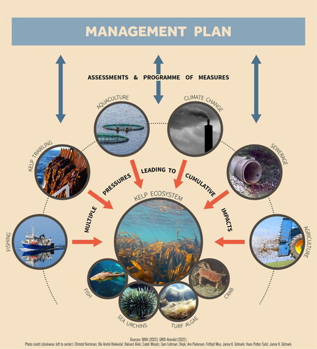 Figure 1. Ecosystem-based management requires trying to understand the structure and functioning of the ecosystem to be managed, here exemplified by a kelp system, and the ways human pressures lead to direct and indirect impacts that interact, creating cumulative impacts (red arrows). In addition, there is a need to assess how the activities affecting the ecosystem can be managed in order to reach goals for a desirable ecosystem status (blue arrows), followed by a political process that leads to the adoption of a plan.