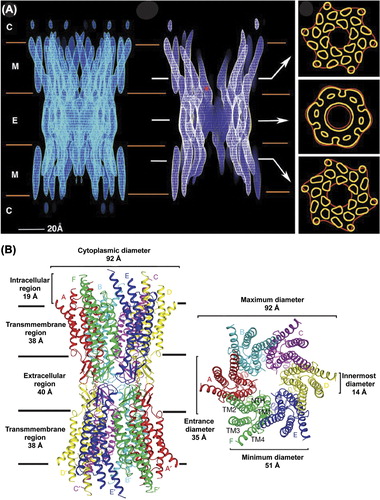 Figure 2. Structure of a gap junction channel. (A) Cryo-EM images of a Cx43 channel truncated at T263. The left panel is a full side view of the channel. In the middle image, electron density has been cropped to reveal channel interior. The cytoplasmic (C), membrane (M), and extracellular (E) boundaries are indicated. The asterisk (*) is located at the narrowest point within the intercellular channel. Arrows indicate the area from which the cross sections shown on the right were taken. Tubular densities in the top and bottom sections of the right panel are from the 24 α-helical transmembrane domains. The density in the middle section is from the six connexins that comprise a hexameric connexon. Image is reprinted with permission from (CitationUnger et al., 1999). (B) Ribbon diagram of the Cx26 gap junction channel X-ray crystal structure. The channel dimensions are provided in the side view (left) and top view (right) of the channel. The transmembrane domains (TM1–4) and connexins (A-F) are indicated. Image is reprinted with permission (CitationMaeda et al., 2009).