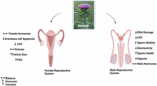 Figure 2. Pharmacological effect of silymarin on the male and female reproductive system.