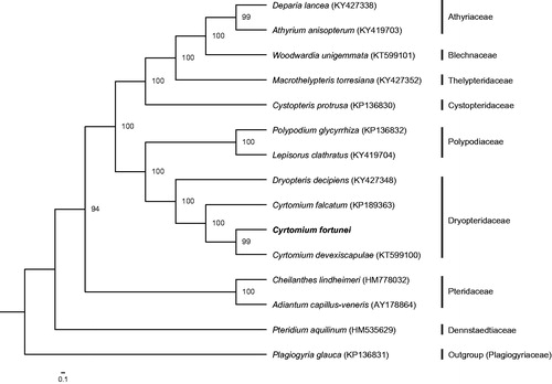 Figure 1. Phylogenetic tree based on whole chloroplast genomes of 15 ferns. These ferns can be divided into three independent clades with Plagiogyria glauca as outgroup. Cyrtomium is resolved as monophyletic. Maximum likelihood bootstrap support values for 1000 replicates are shown beside nodes.