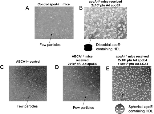Figure 6 Electron microscopy pictures of the fractions corresponding to the HDL region obtained from apoA‐I−/− mice (A), apoA‐I−/− mice expressing apoE4 (B), ABCA1−/− mice (C), ABCA1−/− mice expressing apoE4 (D), and apoA‐I−/− mice expressing a combination of apoE4 and LCAT (E). Following density gradient ultracentrifugation, the fractions that float to the HDL region were obtained and analyzed by electron microscopy as described Citation18.