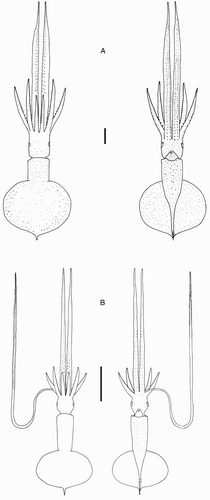 Figure 7 Mastigoteuthis cf. dentata. A, NIWA 48885, ♀, ML 55 mm, photophore pattern on dorsal fins based on NMNZ M.091520, ♀, ML 58 mm; B, NIWA 71720, sex indet., ML 24 mm. Scale bars = 10 mm.