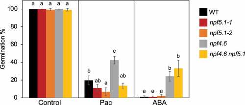 Figure 2. Germination of wild type (WT), npf5.1–1, npf5.1–2, npf4.6–1 (npf4.6), and npf4.6–1 npf5.1–1 (npf4.6 npf5.1) on the control medium (Control) or on media containing 50 μM paclobutrazol (Pac) or 0.5 μM ABA. Different letters indicate significant differences (P < .05) by Tukey’s multiple comparison test determined for each group.