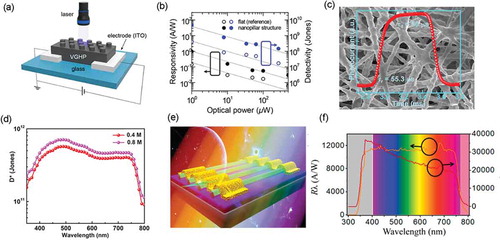 Figure 2. (a) Schematic illustration of the VGHP photodetectors. (b) Responsivity and detectivity of the reference and VGHP photodetectors [Citation35]. Copyright from 2018 ACS Nano. (c) The SEM image of the nanowires and time response behavior of reversible on/off switching for HPNW-based photodetectors. (d) The detectivity performance of HPNW-based photodetectors fabricated with PbI2 molar ratios of 0.4 M and 0.8 M devices [Citation46]. Copyright from 2018 Nano Energy. (e) Schematic illustration of CH3NH3PbI3 NW array photodetector. (f) Plots of responsivity and photoconductive gain of the photodetector as a function of light wavelength [Citation49]. Copyright from 2017 Nano Lett.