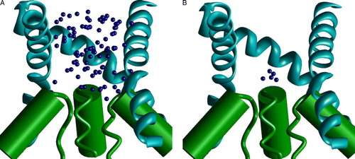 Supplementary Figure 1.  The random docking search of the optimal binding mode of MK801 in the model of NMDA receptor channel. Side views with one subunit hidden. (A and B) The two steps of the random-docking procedure. Blue spheres represent positions of the nitrogen atom of MK801. (A) 100 best structures obtained after short optimization of 5000 random positions of the drug molecule. Possible positions of the drug fit the outer vestibule of the channel. (B) Five best complexes obtained after long optimization of the structures shown in A. The charged amino group is bound at the focus of macrodipoles of the M2 helices.