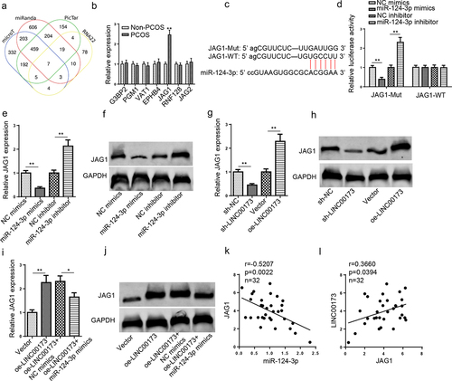 Figure 4. JAG1 is directly targeted by miR-124-3p. (a) The downstream targets of miR-124-3p were predicted by microT, miRanda, RNA22, and PicTar databases. (b) G3BP2, PGM1, VAT1, EPHB4, JAG1, RNF128, and JAG2 expressions in PCOS patients (n = 32) and non-PCOS controls (n = 32) were detected by RT-qPCR. (c) The binding sites between miR-124-3p and JAG1 were predicted by StarBase website. (d) The binding relationship between JAG1 and miR-124-3p was validated by luciferase reporter assay. (e and f) JAG1 mRNA and protein expressions in KGN cells transfected with NC mimics, miR-124-3p mimics, NC inhibitor, and miR-124-3p inhibitor were detected by RT-qPCR and Western blotting. (g and h) JAG1 mRNA and protein expressions in KGN cells transfected with sh-NC, sh-LINC00173, Vector, or oe-LINC00173 were detected by RT-qPCR and Western blotting. (i and j) JAG1 mRNA and protein expressions in KGN cells transfected with Vector, oe-LINC00173, oe-LINC00173+ NC mimics, and oe-LINC00173+ miR-124-3p mimics were detected by RT-qPCR and Western blotting. (k) Pearson’s correlation analysis to analyze the correlation between miR-124-3p and JAG1 in PCOS patients. (l) Pearson’s correlation analysis to analyze the correlation between LINC00173 and JAG1 in PCOS patients. *p < 0.05; **p < 0.01.