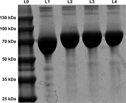 Figure 2 SDS-PAGE of BSA and Gal-BSA.Notes: Lane 0 (L0), protein marker; Lane 1 (L1), BSA (66 kDa); Lane 2–4 (L2–L4), Gal-BSA (n=3).Abbreviation: Gal-BSA, galactosylated BSA.