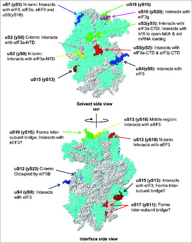 Figure 4. Ribosomal location of eukaryote-specific extension segments of conserved proteins from the small subunit and their known, or potential, functional significance. Only eukaryote-specific segments of conserved protein families are shown. New (universal) nomenclature of ribosomal proteins is used.Citation49 Yeast ribosomal protein names are provided in parentheses. Top – solvent side view. Bottom – interface side view. Extensions are color coded, with the rest of the protein content shown in cyan and rRNA content shown in gray. PDB entries 3U5GCitation6 and 3U5FCitation6 were used to build the models.