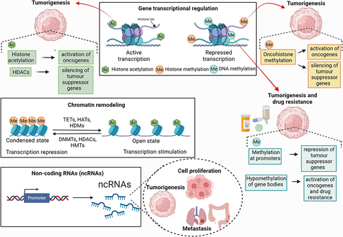 Figure 1 General overview of the epigenetic mechanisms involved in gene expression associated with cancer. Epigenetic modifications in DNA, histones, and the biosynthesis of Non-coding RNAs (ncRNAs) are closely related to the genesis of several types of tumors. These modifications also contribute to regulating other key events in the establishment of the disease, such as cell proliferation, cell cycle changes, apoptosis, invasion, metastasis, DNA damage and senescence. DNA and histone methylation, histone acetylation and ncRNA biosynthesis can activate oncogenes and repress tumor suppressor genes, often related to tumorigenesis. Thus, enzymes that catalyze epigenetic modifications, such as DNA methyltransferases (DNMTs), ten-eleven translocation enzymes (TETs), histone acetylases (HATs), histone deacetylases (HDACs), histone methyltransferases (HMTs) and histone demethylases (HDMs), are the main agents that promote epigenetic modifications in DNA and histones, capable of inducing reversible chromatin remodeling, and activating or repressing the transcription of cancer-related genes.