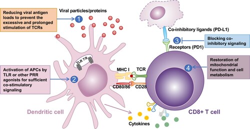 Figure 1 .#Therapeutic strategies to restore the functional T cell immune response. Activation of CD8+ T cells requires MHC-I presentation of antigenic peptide to TCR and co-stimulatory (such as CD80/CD86-CD28 engagement) and cytokine signaling. Excessive TCR stimulation induces the expression of co-inhibitory receptors on T cells. Activation of co-inhibitory receptors induces inhibitory gene expression and functional exhaustion of T cells. Mitochondrial dysfunction and extensive reprogramming of cell metabolism also contribute to the functional exhaustion of T cells. Four therapeutics strategies for restoration of exhausted CD8+ T cell are proposed.
