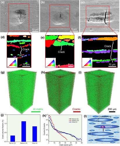 Figure 5. (a–c) SEM images and (d-f) IPF of cracks in trimodal CNT/2024Al composites at 3% tensile strain: (a, d) narrow CG, (b, e) medium CG, (c, f) wide CG. 3D distributions of cracks in trimodal CNT/2024Al composites after fracture: (g) narrow CG, (h) medium CG, (i) wide CG; (j) volume fraction and (k) size distribution of cracks in trimodal CNT/2024Al composites after fracture. (l) A schematic illustration of trimodal grain structure model with different CG sizes.