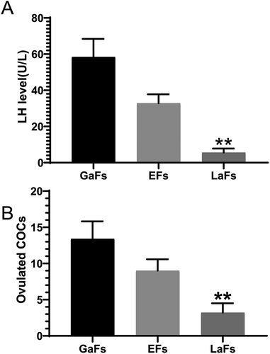 Figure 1. Effects of LH antagonist and GnRH agonist. (A) LH levels in the LaFs, EFs, and GaFs groups assessed by chemiluminescence. (B) Amounts of cumulus-oocyte complexes (COCs) within the ovaries in the three groups. Data are mean ± standard deviation (SD) (n = 3). *P < 0.05, ** P < 0.01 (Student’s t-test)