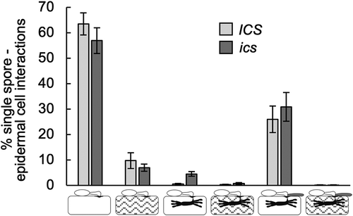 Figure 3. ics has a normal interaction with the powdery mildew fungus. Two days after inoculation with the virulent Bgh isolate, DH14, leaf tips were cut for genotyping (see Figure 1), and the remaining leaf parts were trypan blue stained for microscopy. Five leaves (repeats) were assessed from each genotype, and the outcome of 110 to 210 single spore interactions was scored from each leaf according to Zhang et al.Citation21 Error bars, SE.