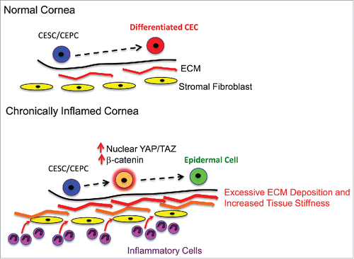 Figure 1. Chronic inflammation promotes metaplasia on the ocular surface by eliciting aberrant mechanotransduction in stem cells. In the normal cornea, corneal epithelial stem/progenitor cells differentiate into non-keratinizing corneal epithelial cells that form a protective barrier on the anterior ocular surface. Chronic inflammation leads to excessive ECM deposition by stromal fibroblasts, which increases tissue stiffness. This promotes mechanotransduction in stem/progenitor cells resulting in increased nuclear translocation of YAP/TAZ, stabilization of β-catenin and induction of epidermal differentiation. CESC/CEPC – Corneal Epithelial Stem/Progenitor Cell, CEC – Corneal Epithelial Cell, ECM – Extracellular Matrix.