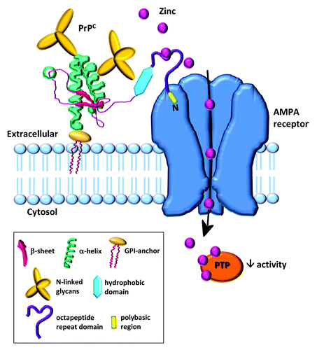 Figure 1. Prion and AMPA receptor zinc transporter. PrPC acts as a sensor for zinc in the extracellular space and coordinates the low affinity binding of zinc to the octapeptide repeats. The N-terminal polybasic region of PrPC interacts with the AMPA receptor subunits; this interaction facilitates the transport of zinc through the channel. The PrPC mediated increase in intracellular zinc leads to downstream inhibition of protein tyrosine phosphatases (PTP).