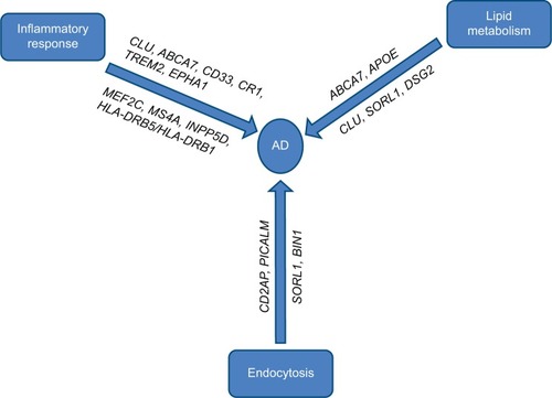 Figure 1 Major pathways involved in AD and affected genes.