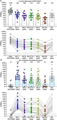 Figure 1. Neutralization by sera collected at one-month post-dose 3 BNT162b2 vaccine (A) and by sera collected from unvaccinated individuals who contracted Omicron BA.1 SARS-CoV-2 (B). Scatterplot of neutralization titres against USA-WA1/2020, Omicron sublineage BA.1-, BA.2-, BA.2.12.1-, BA.3-, BA.4/5-, and Deltacron XD-spike mNG SARS-CoV-2s. Both BNT162b2-vaccinated sera (n = 22) and BA.1-infected convalescent sera (n = 20) were tested for their FFRNT50s against the variant-spike mNG SARS-CoV-2s. The variant-spike mNG SARS-CoV-2s were produced by engineering the complete variant-spike genes into the mNG USA-WA1/2020. Each data point represents the geometric mean FFRNT50 (GMT) obtained with a serum specimen against the indicated virus. Tables S1 and S2 summa­rize the serum information and FFRNT50s for (A) and (B), respectively. The neutralization titres for individual variant-spike mNG SARS-CoV-2s were determined in two or three independent experiments, each with duplicate assays; the GMTs are presented. The bar heights and the numbers above indicate GMTs. The whiskers indicate 95% confidence intervals. The dotted lines indicate the limit of detection of FFRNT50. Statistical analysis was performed with the use of the Wilcoxon matched-pairs signed-rank test. For the BNT162b2-vaccinated sera in (A), the P-values of the GMT differences between USA-WA1/2020 and any variant-spike SARS-CoV-2 are all <.0001. For the BA.1-convelescent sera in (B), the P-value of GMT difference between BA.1- and XD-spike viruses is .0021; the P-values of the GMT differences between BA.1- and any other variant-spike viruses (including USA-WA1/2020) are all <.0001. For both serum panels in (A) and (B), FFRNT50 values with connected lines are presented for individual sera.