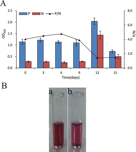Figure 4. (A) OD450 value of assay for the nanocapsule probe stored for different time-periods. (B) The picture of the probe stored at 0 (a), 12 (b) days.