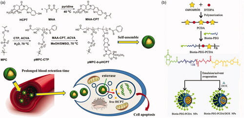 Figure 5. (a) Polymerization of MAA-CPT and MPC by two-step RAFT method (Chen et al., Citation2017). Copyright 2017, Wiley. (b) Preparation of biotin-PEG-PCDA and DOX-loaded biotin-PEG-PCDA NPs (Lv et al., Citation2015). Copyright 2015, Wiley. Reprinted with permission.