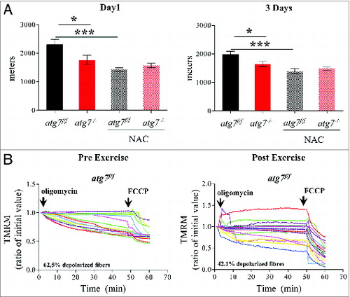 Figure 6. NAC treatment impairs physical performance and mitochondria function in atg7f/f mice. (A) Mean maximal running distance after 1 (left) and 3(right) d of eccentric exercise with and without NAC treatment in atg7f/f and atg7−/− females (NAC-treated n = 6 atg7f/f, n = 4 atg7−/−). NAC treatment did not improve atg7−/− but rather worsened atg7f/f physical performance. (B) TMRM analysis of atg7f/f females pre-exercise (top) and postexercise (bottom) after NAC treatment. Mitochondrial ability to maintain membrane potential is compromised by prolonged antioxidant treatment (n > 15 per condition).