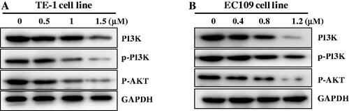 Figure 7. Compound C6 regulated PI3K/AKT pathway against TE-1 (A) and EC109 (B) cells.