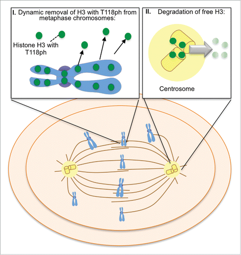 Figure 6. Model of proteasome-mediated histone H3 degradation of histones carrying H3 T118 phosphorylation at centrosomes during mitosis, as explained in the text.