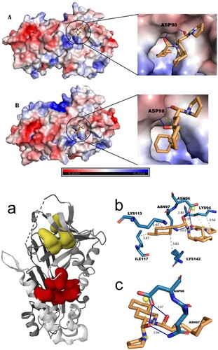 Figure 1. (a) Serpin from S. mansoni identified with two binding pockets. Yellow colour represents binding pocket 1 and red colour represents binding pocket 2. (b) 3D pictorial representation Mol1 showing interaction with the binding pocket 1 active site residue. (c) The molecular interaction of Mol4 into the binding pocket1 and their active residues. (d) Electrostatic potential surfaces (ESP) of protein and ligand complex (A) Mol1 and (B) Mol2.