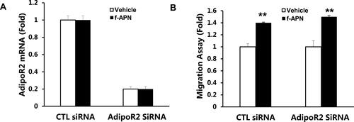 Figure 10 Knock-down AdipoR2 had no effect on f-APN induced migration in Raw cells. A showed that AdipoR2 mRNA was decreased by siRNA. B showing knocking down of AdipoR2 had no effect on the migration in presence of f-APN in Raw 264.7 cells. **Compared with vehicle of control (CTL) siRNA and AdipoR2 siRNA, P<0.01 each group n=6.