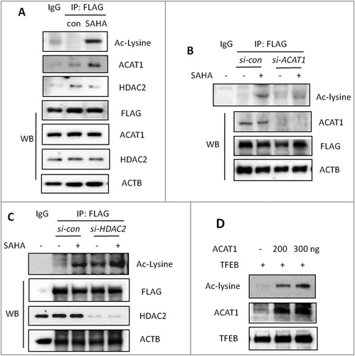 Figure 5. ACAT1 and HDAC2 control TFEB acetylation in cells treated with SAHA. (A) HEK293T cells were transiently transfected with pCMV-3 × Flag-TFEB and then treated with 2 μM SAHA for 12 h. Cells were lysed and subjected to FLAG immunoprecipitation and immunoblotting for Ac-lysine, ACAT1 and HDAC2. (B) HEK293T cells were transiently transfected with pCMV-3 × Flag-TFEB, together with ACAT1-siRNA. After treatment with 2 μM SAHA for 12 h, cells were lysed and subjected to FLAG immunoprecipitation and immunoblotting for Ac-lysine. (C) HEK293T cells were transiently transfected with pCMV-3 × Flag-TFEB, together with HDAC2-siRNA. Similar analysis was then performed as in (B). (D) In vitro acetylation assay. Human recombinant TFEB was incubated with different doses of recombinant ACAT1 in the presence of 100 μM Ac-CoA for 1 h at 30°C. Western blotting was performed for Ac-lysine.