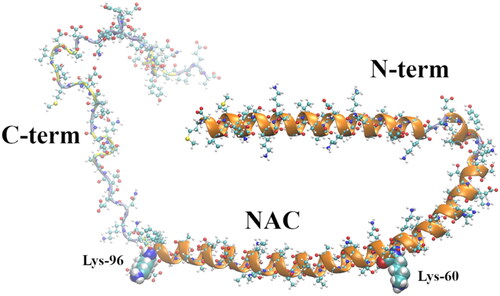 Figure 1. Membrane-bound α-syn structure (2kkw.pdb) (Rao et al. Citation2010) showing its three regions, N-term (positively charged), the NAC (highly hydrophobic), and the C-term (negatively charged). The last amino acid of the N-term domain (Lys-60) and the first amino acid of the C-term domain (Lys-96), encompassing the NAC, are shown as vdW spheres. The chain colors correspond to the following secondary structures: α-helix (orange), turn (yellow), and coil (ice blue).