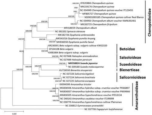 Figure 1. Neighbor joining (bootstrap repeat is 10,000) and maximum likelihood (bootstrap repeat is 1,000) phylogenetic trees of 31 Amaranthaceae complete chloroplast genomes: Suaeda japonica (MK558824 in this study), Suaeda malacosperma (NC_039180), Chenopodium ficifolium (MK182725), Chenopodium quinoa (NC_034949, MK159176, MF805727, KY635884, and NSDK01003185), Chenopodium album (NC_034950 and MF418659), Spinacia oleracea (NC_002202), Dysphania pumilio (MH936550 and MK541016), Dysphania ambrosioides (MK182726), Beta vulgaris (EF534108), Beta vulgaris subsp. vulgaris (KJ081864), Beta vulgaris subsp. vulgaris ‘KWS2320’ (KR230391), Salicornia brachiate (NC_027224), Salicornia europaea (NC_027225), Salicornia bigelovii (NC_027226), Bienertia sinuspersici (KU726550), Haloxylon ammodendron (NC_027668), Haloxylon persicum (NC_027669), Amaranthus tricolor (KX094399), Amaranthus hypochondriacus (NC_030770 and MG836505), Amaranthus caudatus (NC_040143), Amaranthus hybridus subsp. cruentus (MG836506 and MG836507), Gymnocarpos przewalskii (NC_036812), Fagopyrum luojishanense (NC_037706). Phylogenetic tree was drawn based on neighbor joining tree. Right bars indicate each subfamily in the tree. The numbers above branches indicate bootstrap support values of neighbor joining and maximum likelihood phylogenetic trees, respectively.