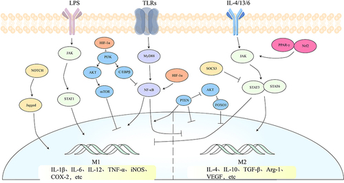 Figure 2 Related to macrophage polarization, there are mainly five signaling pathways: the JAK/STAT signaling pathway, the TLRs/NF-κB signaling pathway, the PI3K/AKT signaling pathway, the TLRs/NF-κB signaling pathway, the Notch signaling pathway, and the HIF-1 signaling pathway. These pathways either individually or in conjunction with other pathways regulate macrophage polarization.