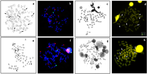 Figure 2. Somatic metaphases of Oligosarcus paranensis from (a, b, c, d) Três Bocas Stream; and (e, f, g, h) Quexada River; (a, e) after silver nitrate staining; (b, f) FISH with 18S rDNA probe (red) and 5S rDNA (green); (c, g) C-banding; and (d, h) CMA3 staining. In (d), the box shows one chromosome pair with fluorescent labeling in the terminal region of the short and long arm.