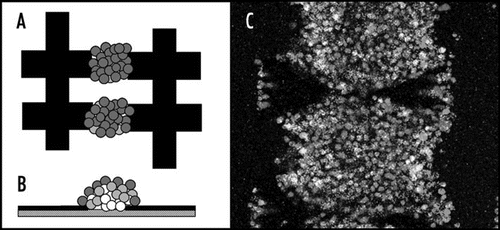 Figure 5 Artificial haematopoietic stem cell microniches created using dielectrophoresis. (A) Top view; (B) side view; (C) actual aggregate. The aggregate shown is made from successive layers of osteoblast (bottom), stromal (middle) and Jurkat (top) cells, attracted between interdigitated oppositely castellated electrodes. The aggregates, which are approximately 500 µm across, mimic the osteoblast haematopoietic stem cell niche in bone marrow. Vascular haematopoietic stem cell niches, which include endothelial cells, can be created using a similar approach.Citation51