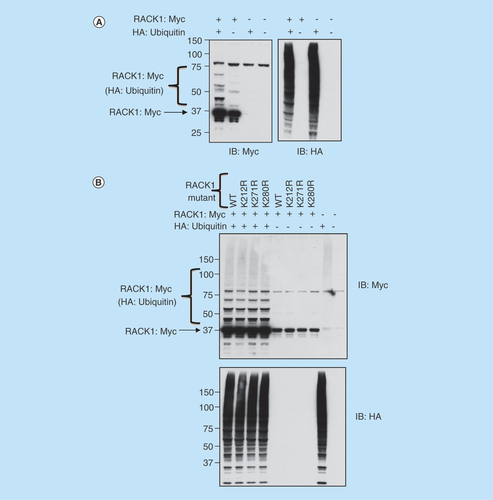 Figure 2.  Investigating sites of RACK1 ubiquitination.(A) HEK 293 cells were transfected with Myc-tagged RACK1 and HA-tagged ubiquitin. Cell lysates were blotted for Myc (left panel) and HA (right panel). (B) HEK 293 cells were transfected with HA-tagged ubiquitin and both wild-type and mutated (as indicated) Myc-tagged RACK1. Cell lysates were blotted for Myc (upper panel) or HA (lower panel).